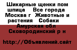 Шикарные щенки пом шпица  - Все города, Москва г. Животные и растения » Собаки   . Амурская обл.,Сковородинский р-н